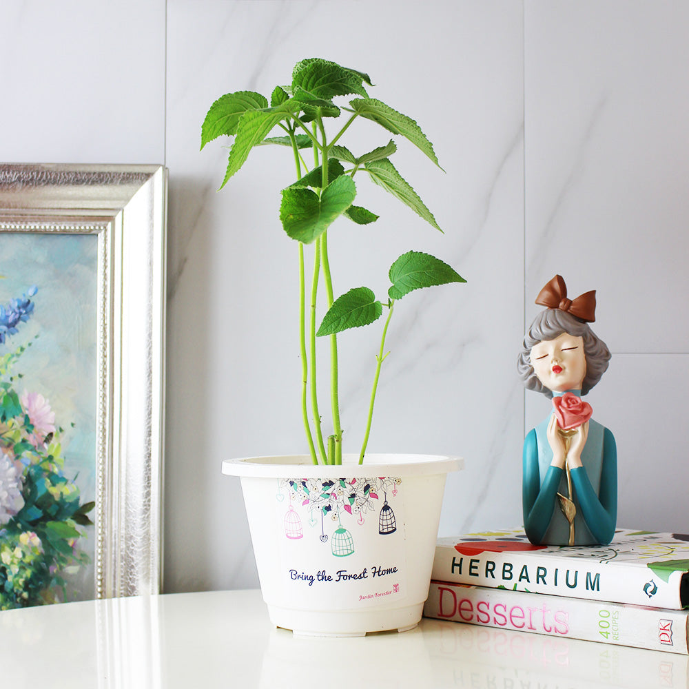 水果鼠尾草 | 驅趕小黑蚊 | 花朵口感清脆 | 陽光植物