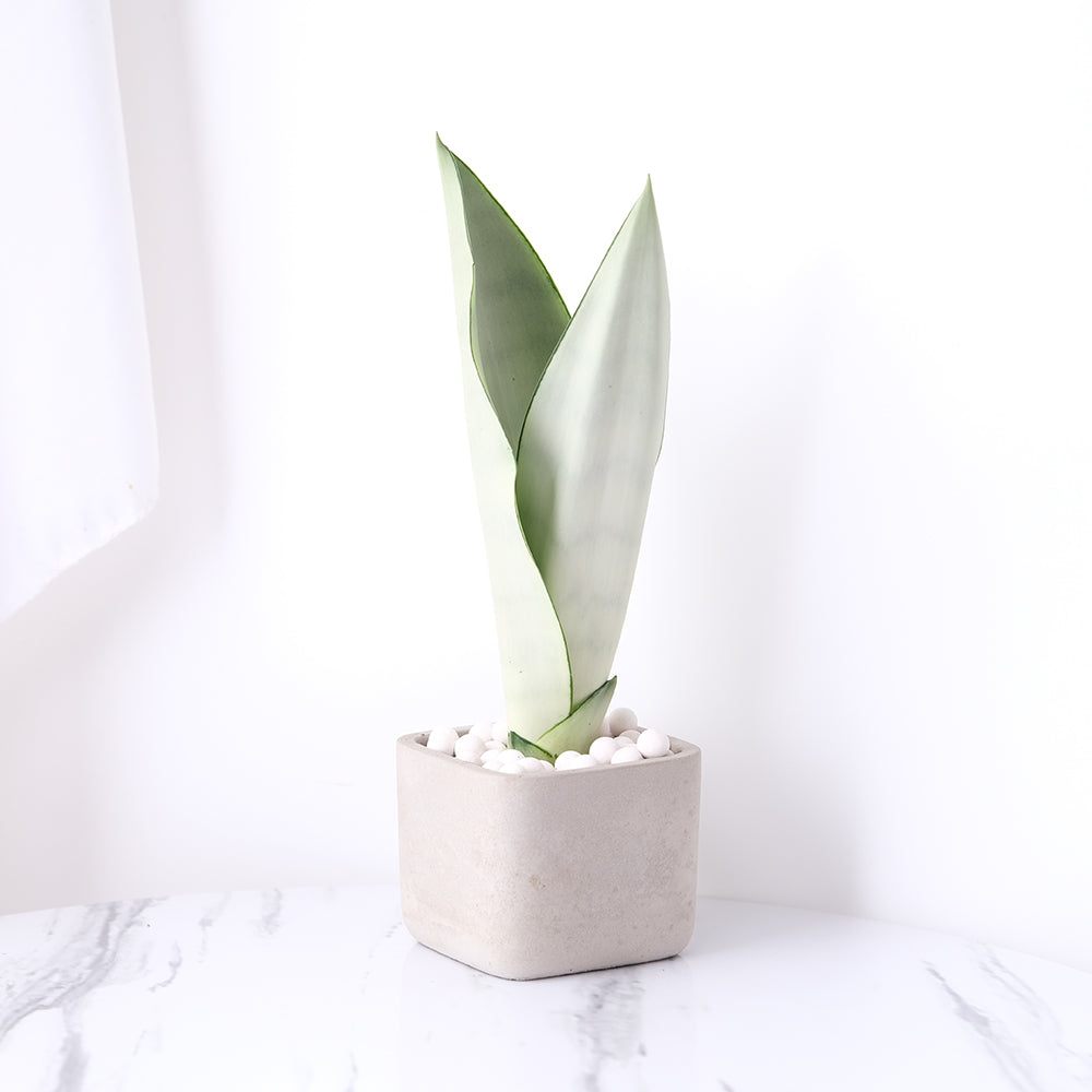 銀后虎尾蘭 | 兼具美麗與好照顧的特性 | 白玉虎尾蘭 | 室內植物
