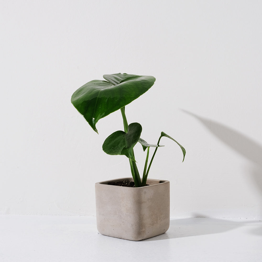 龜背芋 | 北歐風植栽 | 淨化空氣 | 招財長壽 | 室內耐陰植物 | 居家綠化