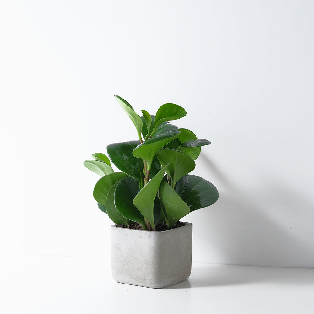 圓葉椒草 | 圓葉金錢樹 | 好照顧 | 兒童、 寵物安全 | 移除甲醛 | 室內植物