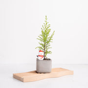 香冠柏 | 天然檸檬香氛聖誕樹 | 聖誕交換禮物首選 | 陽光植物