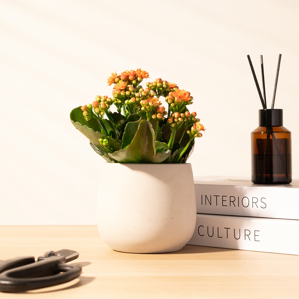 重瓣長壽花 | 開花後可放室內 | 辦公室OK | 花期長 | 歲月靜好、健康長壽 | 陽光植物