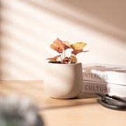 礬根｜上帝打翻的調色盤｜喜歡涼爽與半陰｜五行補運｜室內植物