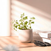 紫花貓薄荷｜貓咪最愛｜花和葉都可泡茶｜貓咪快樂草｜天然驅蟑螂｜陽光植物