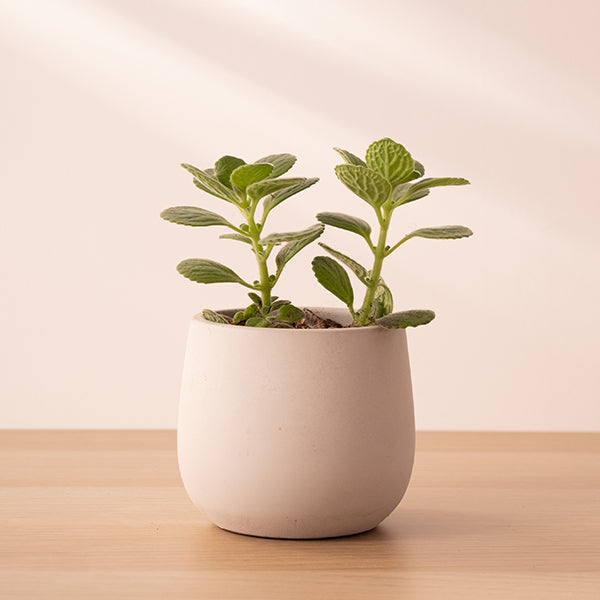 蘋果左手香 | 療癒絨毛葉 | 蘋果汽水香 | 招財風水 | 耐旱好養 | 圓葉左手香 | 陽光植物