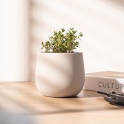 英國冬季百里香｜勇氣、清除負能量｜料理百里香｜南瓜、馬鈴薯、地瓜、雞肉｜陽光植物