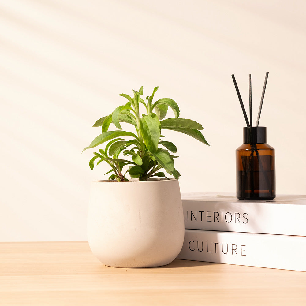 甜菊｜生活的甜蜜與家庭的和諧｜天然代糖｜健康甜味｜寵物都可以食用｜陽光植物