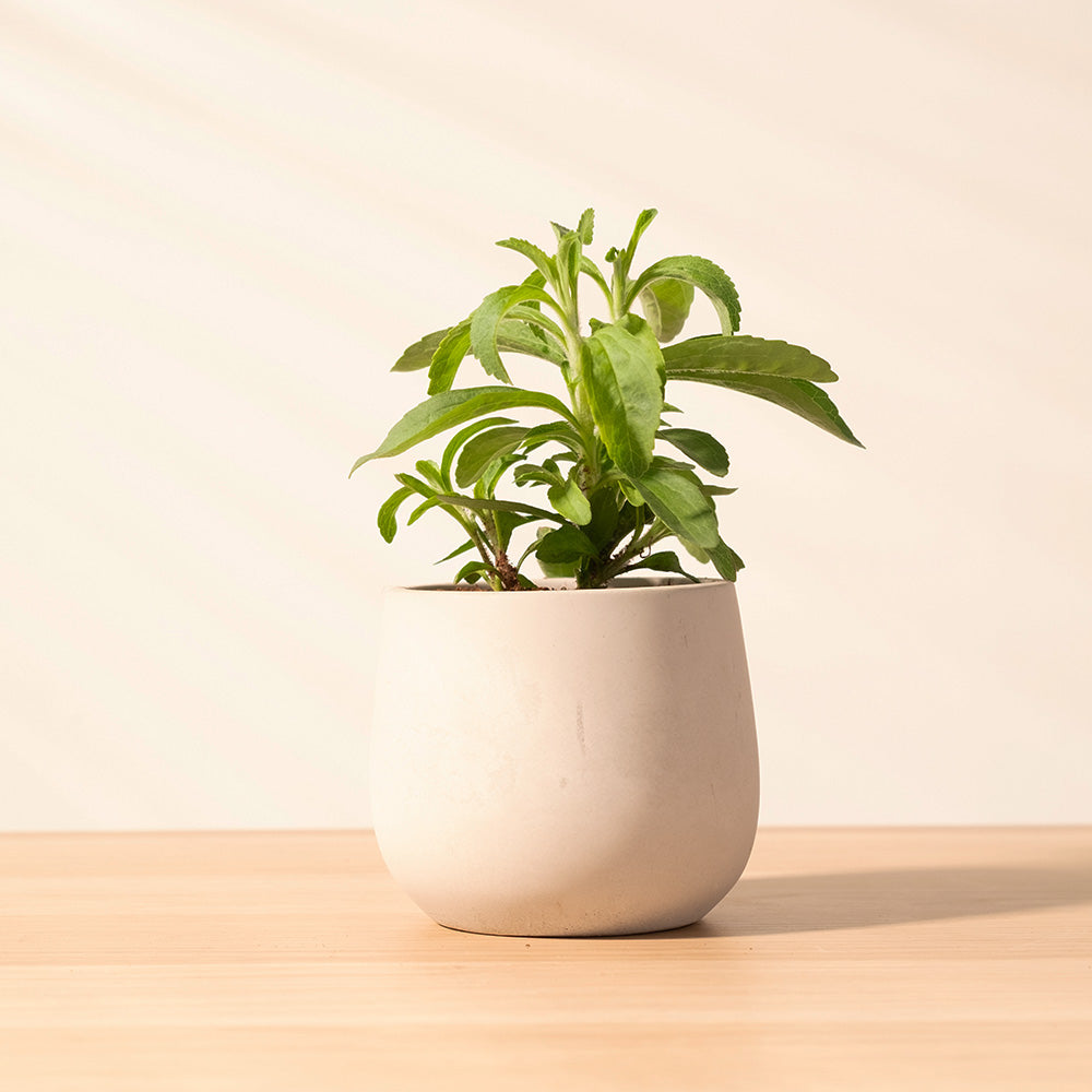 甜菊｜生活的甜蜜與家庭的和諧｜天然代糖｜健康甜味｜寵物都可以食用｜陽光植物