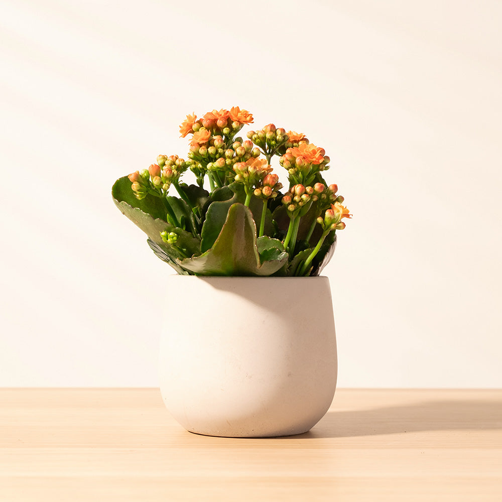 重瓣長壽花 | 開花後可放室內 | 辦公室OK | 花期長 | 歲月靜好、健康長壽 | 陽光植物