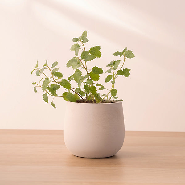 紫花貓薄荷｜貓咪最愛｜花和葉都可泡茶｜貓咪快樂草｜天然驅蟑螂｜陽光植物