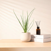 蝦夷蔥｜細香蔥｜搭配豆腐、泡麵、山藥｜不一定有花｜隨手採收的鮮甜｜陽光植物