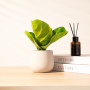 琴葉榕 | 提琴樹 | 淨化空氣 | 維持濕度 | 室內植物