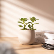 蘋果左手香 | 療癒絨毛葉 | 蘋果汽水香 | 招財風水 | 耐旱好養 | 圓葉左手香 | 陽光植物