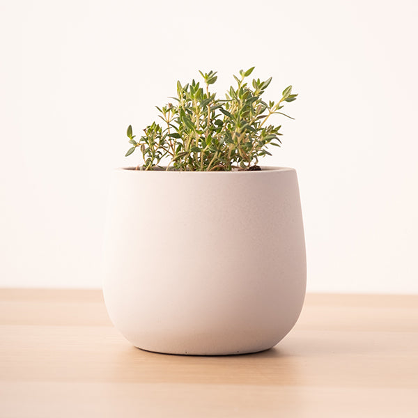 英國冬季百里香｜勇氣、清除負能量｜料理百里香｜南瓜、馬鈴薯、地瓜、雞肉｜陽光植物