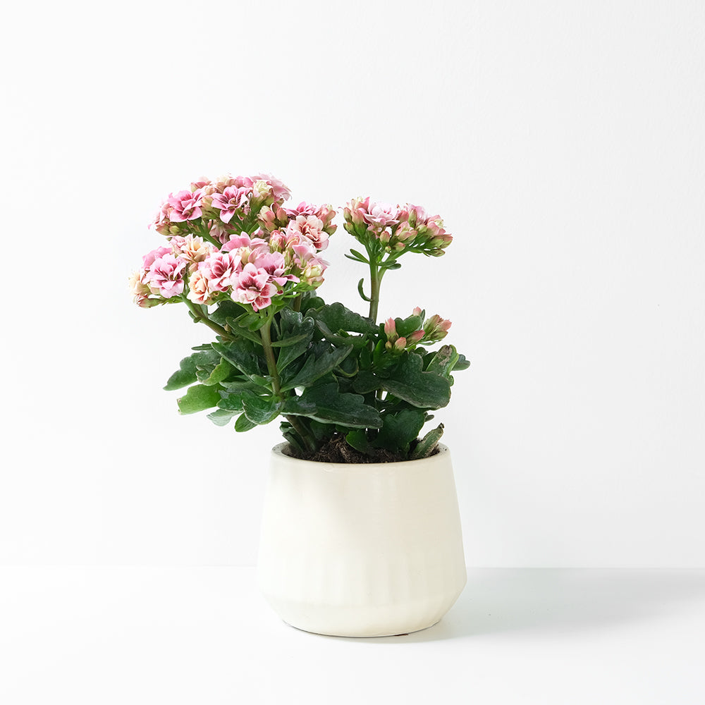 重瓣長壽花 | 開花後可放室內| 辦公室OK | 花期長 | 花色隨機 | 耐旱 | 陽光植物 | 多肉植物