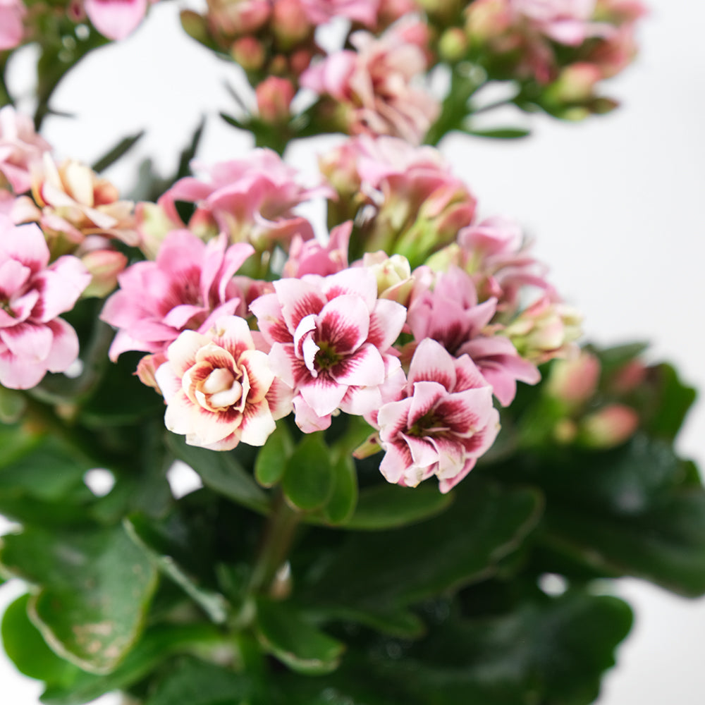 重瓣長壽花 | 開花後可放室內| 辦公室OK | 花期長 | 花色隨機 | 耐旱 | 陽光植物 | 多肉植物