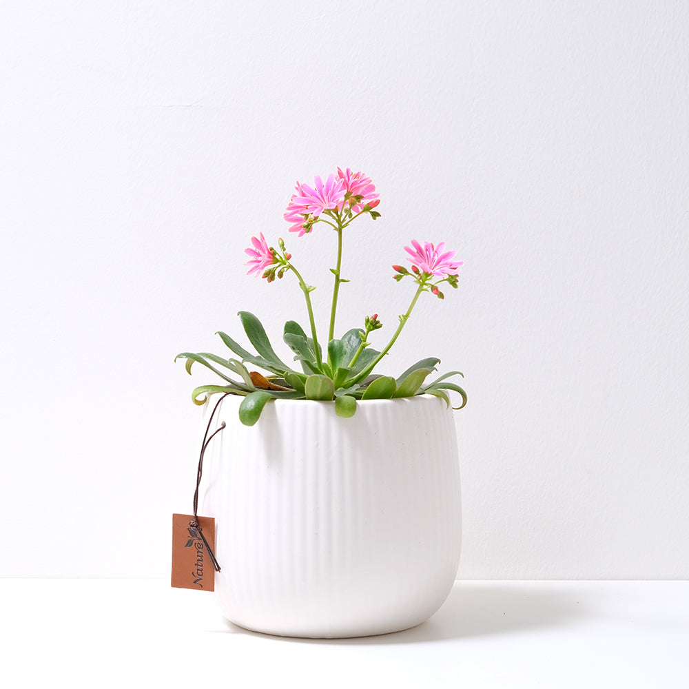露薇花 | 一隻莖可以開十幾朵花 | 陽光植物