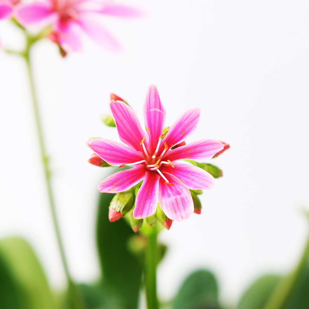 露薇花 | 一隻莖可以開十幾朵花 | 陽光植物