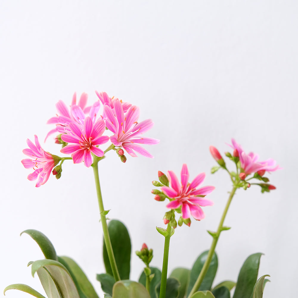 露薇花 | 一隻莖可以開十幾朵花 | 陽光植物