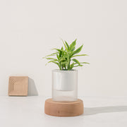 黃竹 | 綠竹 | 開運竹 | 水耕 | 很耐陰 | 萬年青的一種 | 無土栽培 | 室內植物