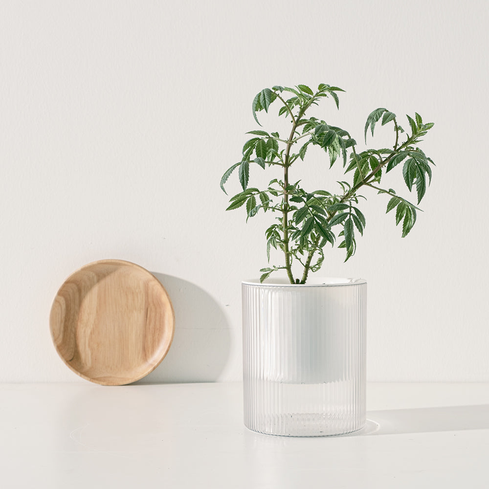 芳香萬壽菊｜水耕 | 百香果香氣｜花和葉都可泡茶 | 墨西哥萬壽菊｜食用花 | 無土栽培｜陽光植物