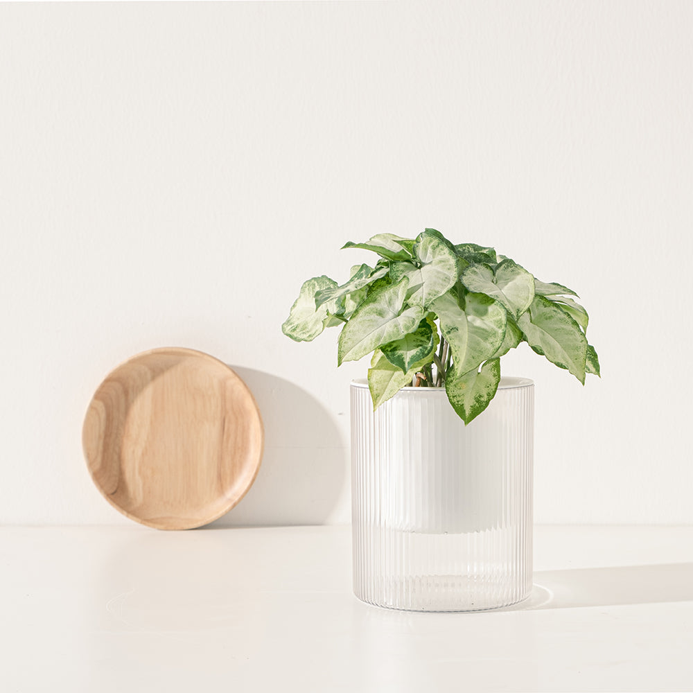 合果芋 | 水耕 | 如魚得水 | 可過濾甲苯、甲醛、三氯乙烯 | 無土栽培 | 室內植物