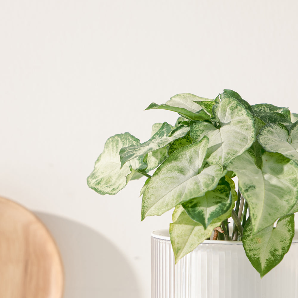 合果芋 | 水耕 | 如魚得水 | 可過濾甲苯、甲醛、三氯乙烯 | 無土栽培 | 室內植物