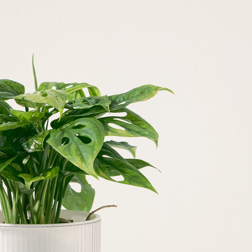 窗孔龜背芋 | 洞洞龜背芋 | 招財納福、智慧開啟 | 洞洞蔓綠絨 | 室內植物