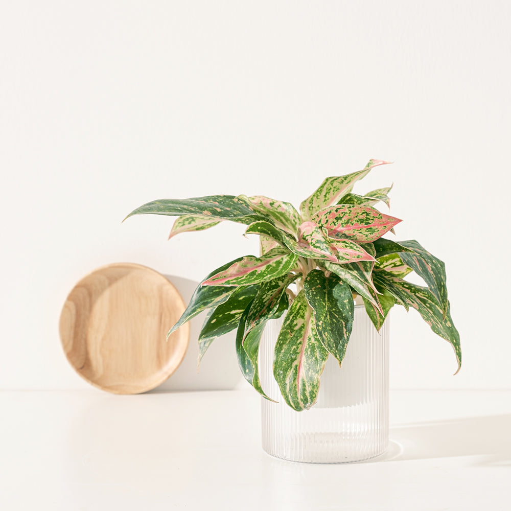 粉愛玉粗肋草 | 水耕 | 去除甲醛、甲苯 | 喜歡潮濕環境｜無土栽培 ｜室內植物