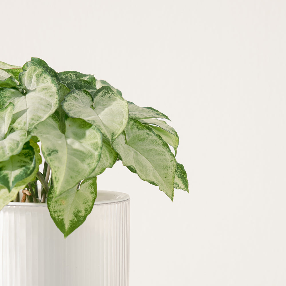 合果芋 | 水耕 | 如魚得水 | 可過濾甲苯、甲醛、三氯乙烯 | 無土栽培 | 室內植物