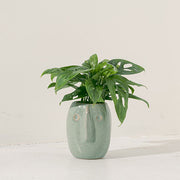 窗孔龜背芋 | 洞洞龜背芋 | 招財納福、智慧開啟 | 洞洞蔓綠絨 | 室內植物