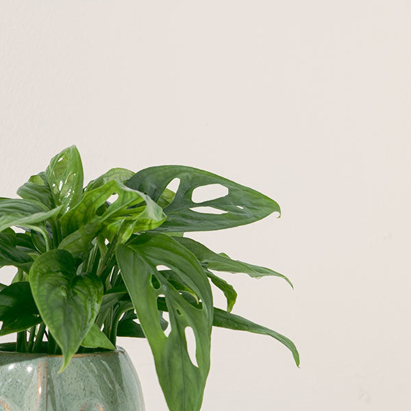 窗孔龜背芋 | 洞洞龜背芋 | 招財納福、智慧開啟 | 洞洞蔓綠絨 | 室內植物