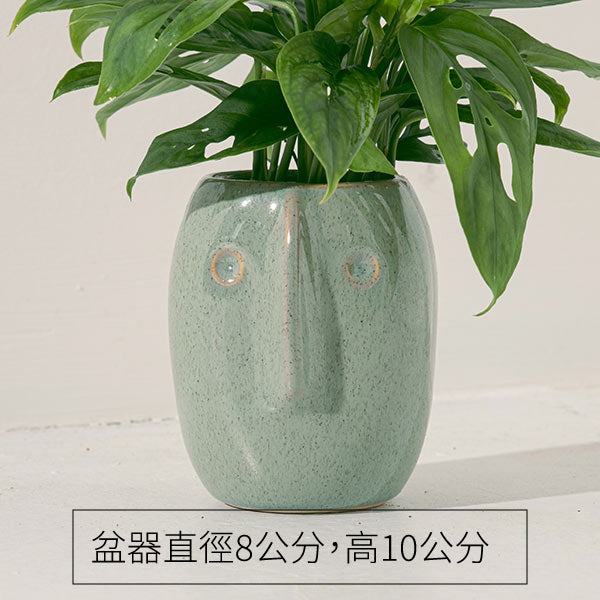 窗孔龜背芋 | 洞洞龜背芋 | 招財納福、智慧開啟 | 洞洞蔓綠絨 | 室內植物