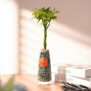 馬拉巴栗｜水耕｜招財化煞，新手入門首選｜五路財神｜生命力極強 ｜室內植物