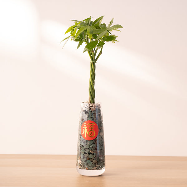 馬拉巴栗｜水耕｜招財化煞，新手入門首選｜五路財神｜生命力極強 ｜室內植物