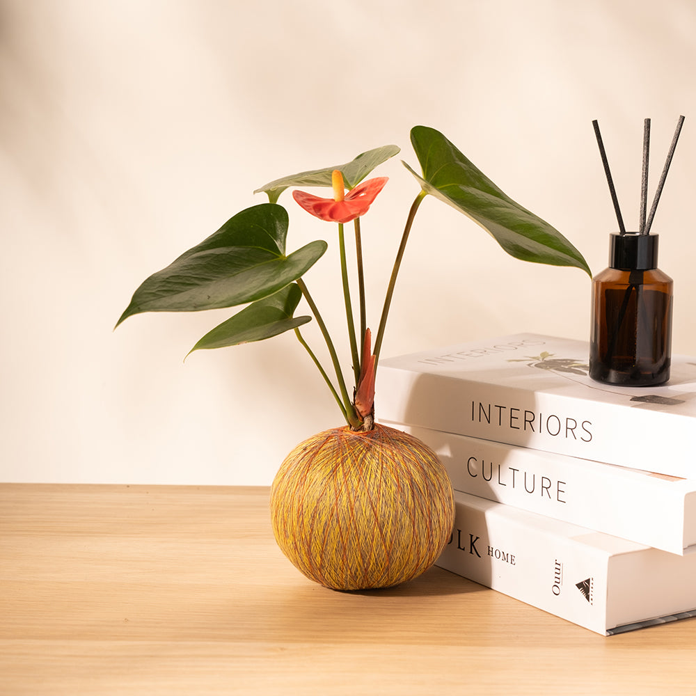 火鶴苔球 | 真心與愛情 | 提升戀愛運 | 室內植物