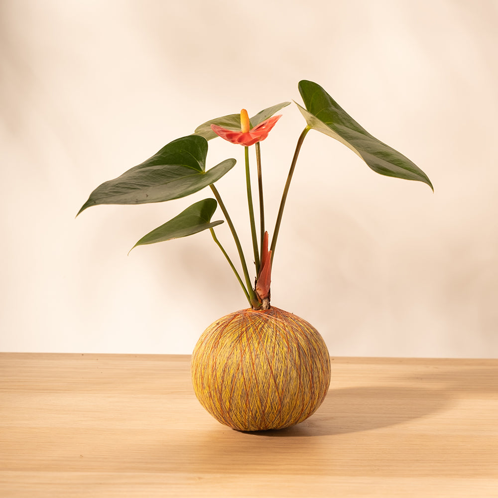 火鶴苔球 | 真心與愛情 | 提升戀愛運 | 室內植物