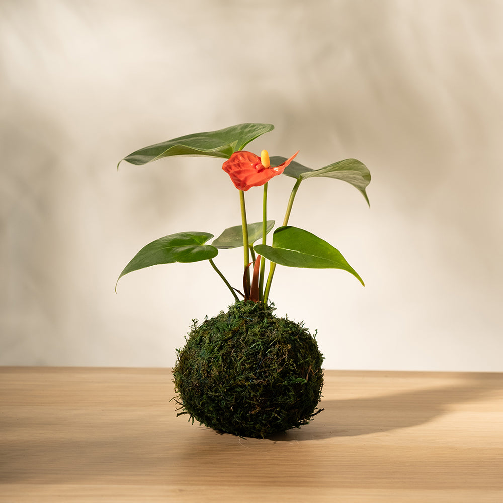 火鶴苔球 | 真心與愛情 | 提升戀愛運 | 室內植物