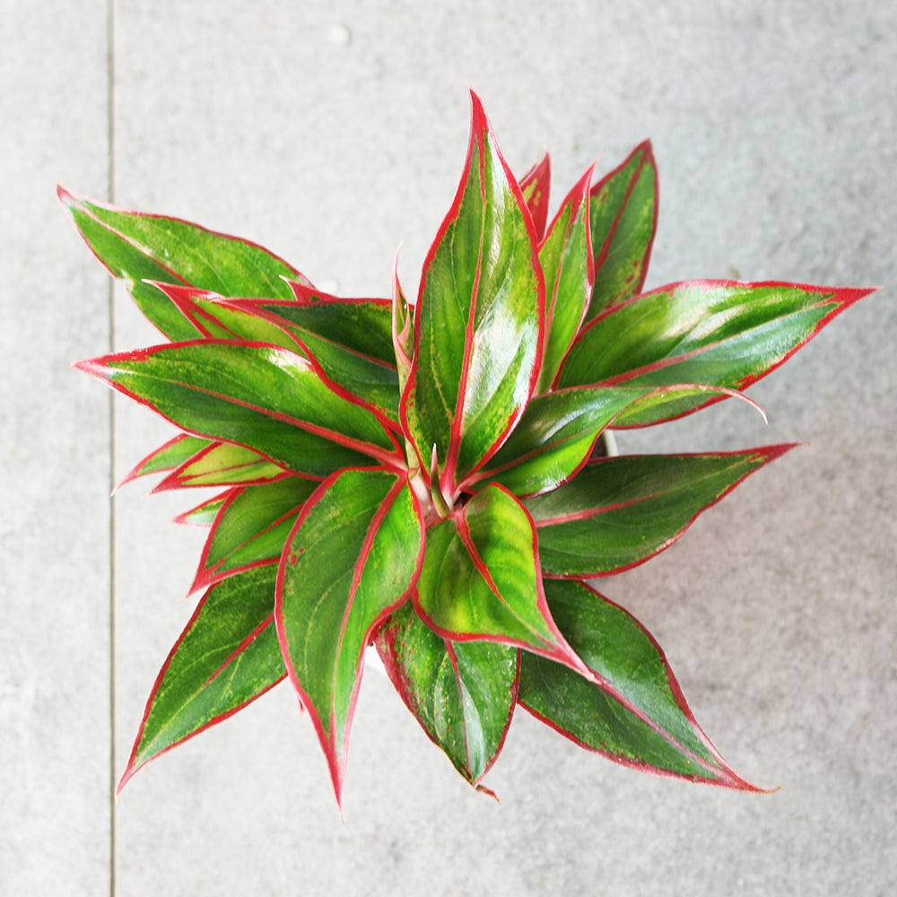 暹羅極光粗肋草 | 水耕 | 極光粗肋草｜無土栽培｜室內植物