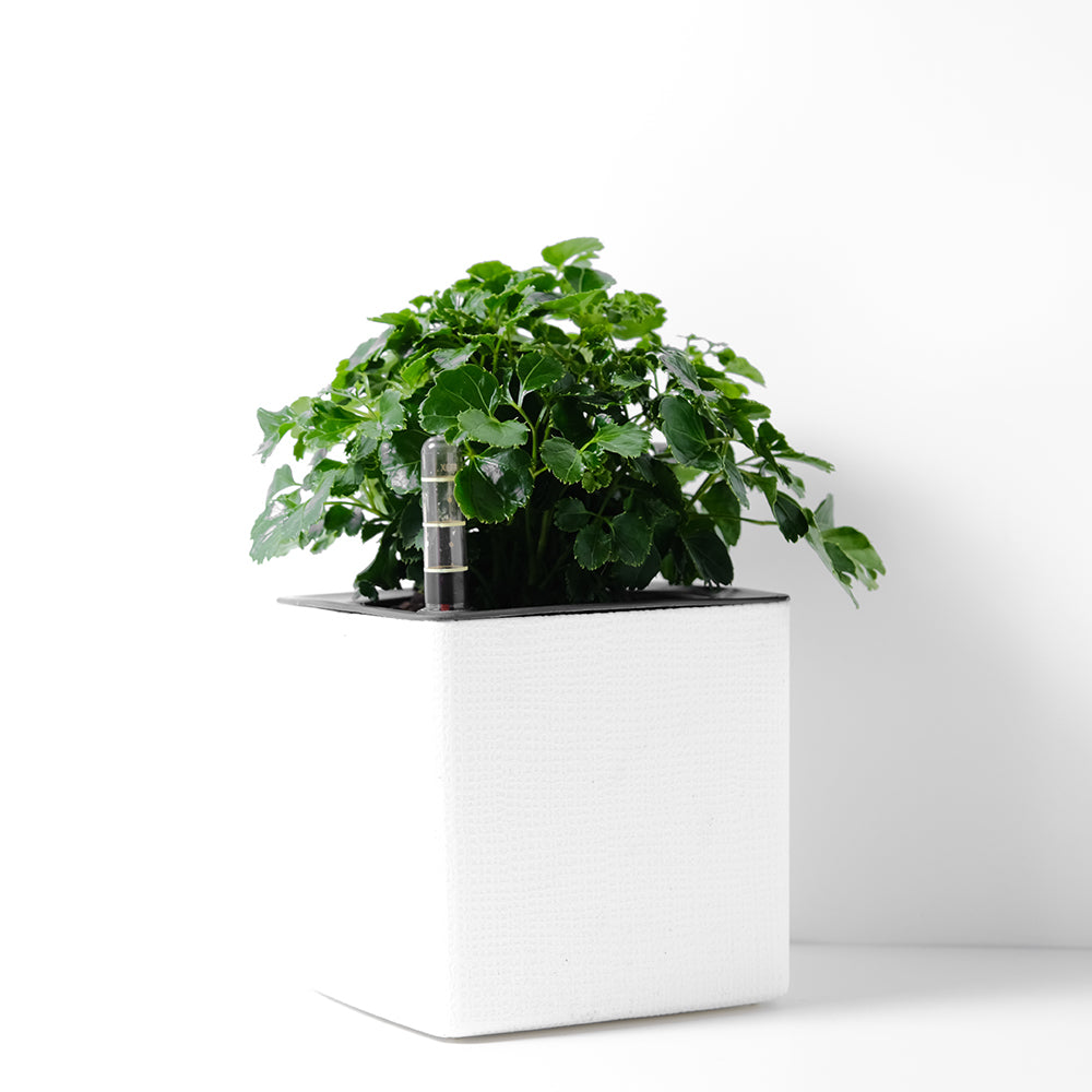 福祿桐｜綠葉福祿桐｜招財植物 | 水耕 | 無土栽培 | 芹葉品種 | 室內植物