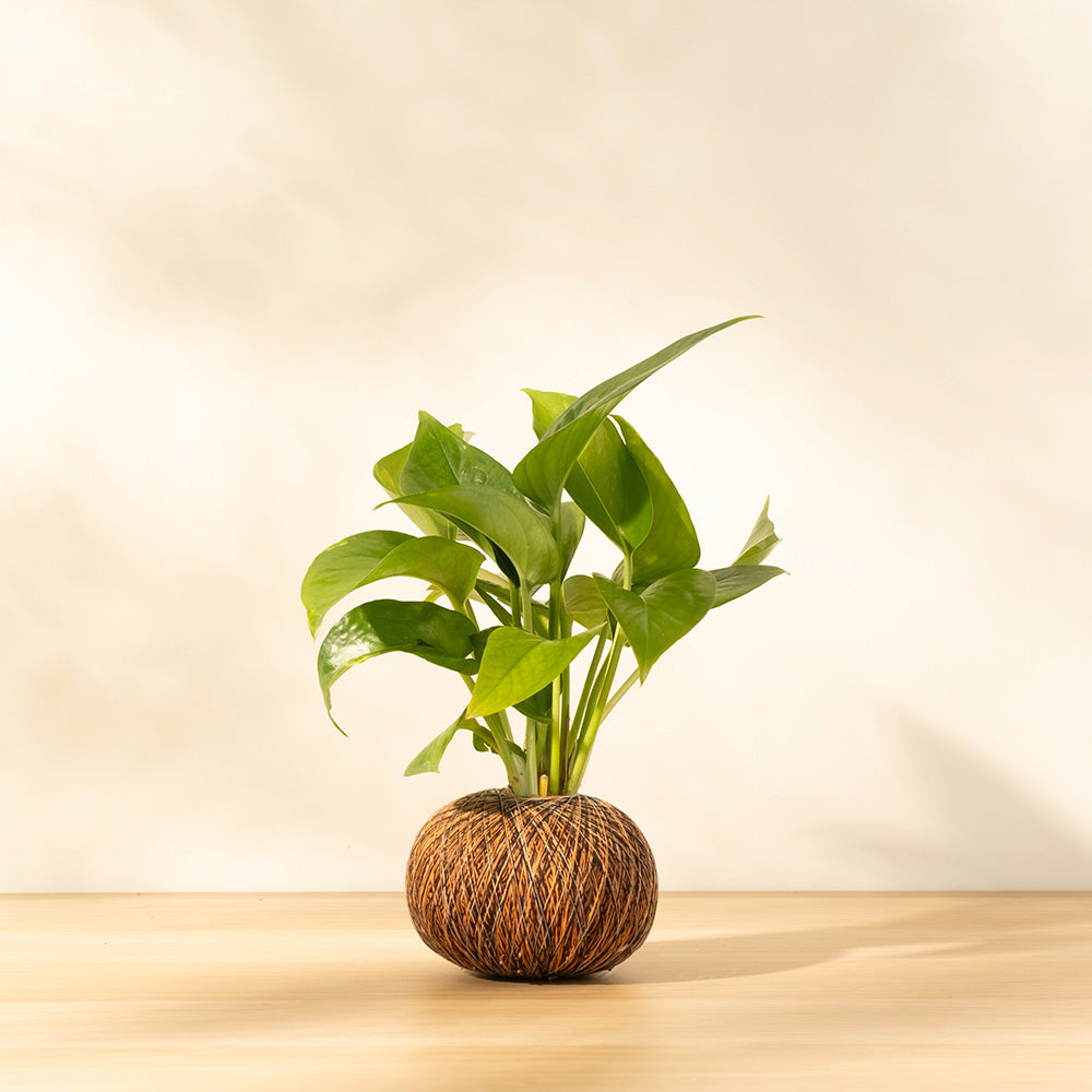 黃金葛 | 極強的適應性 | 高效的空氣淨化能力 | 室內植物