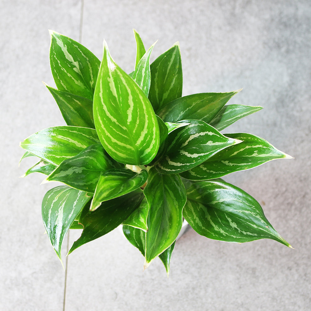 白馬粗肋草 | 水耕 | 白馬萬年青 | 無土栽培 | 室內植物