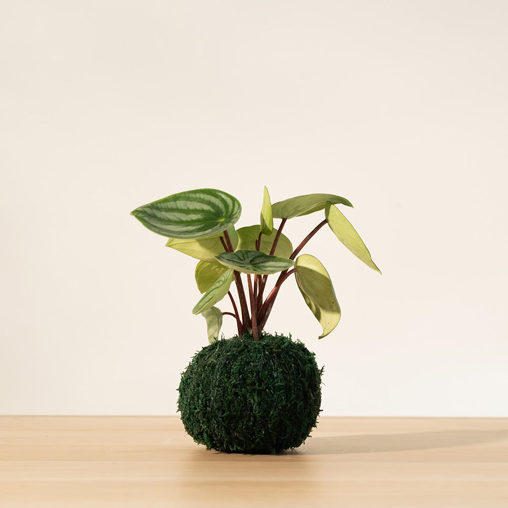 西瓜皮椒草 | 寵物友善 | 西瓜圖案的葉片 | 新手推薦植物 | 室內植物