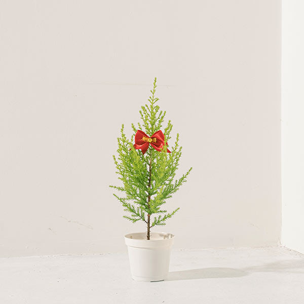 香冠柏 | 天然檸檬香氛聖誕樹 | 聖誕交換禮物首選 | 陽光植物