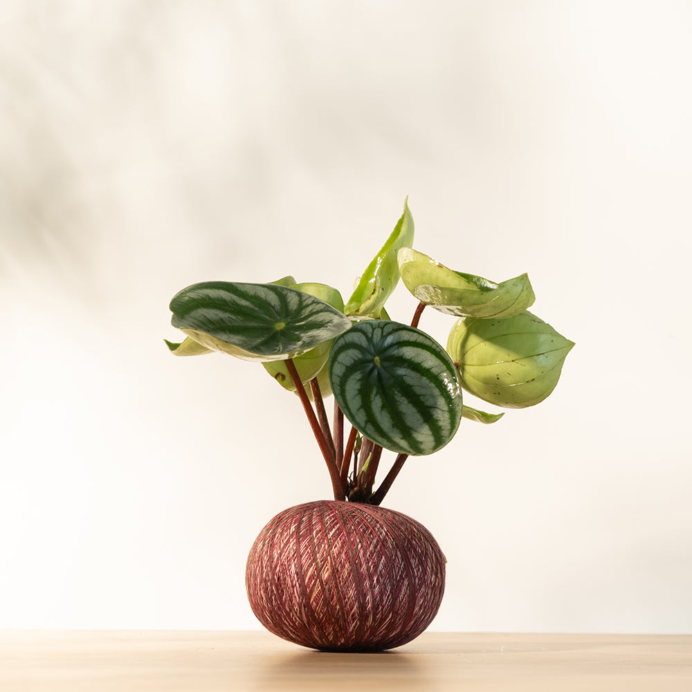 西瓜皮椒草 | 寵物友善 | 西瓜圖案的葉片 | 新手推薦植物 | 室內植物