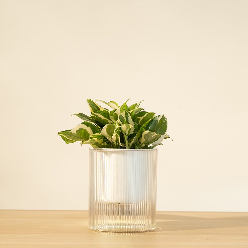 白金葛｜水耕好養推薦｜淨化甲醛空氣高手｜大理石斑紋葉片｜點亮室內美感｜無土栽培｜室內植物