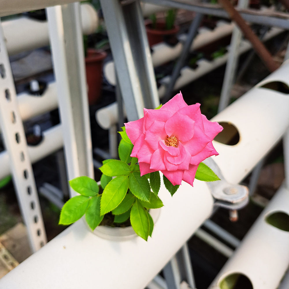 烏拉拉玫瑰 | 水耕 | 容易開花的品種 | 無土栽培 | 陽光植物