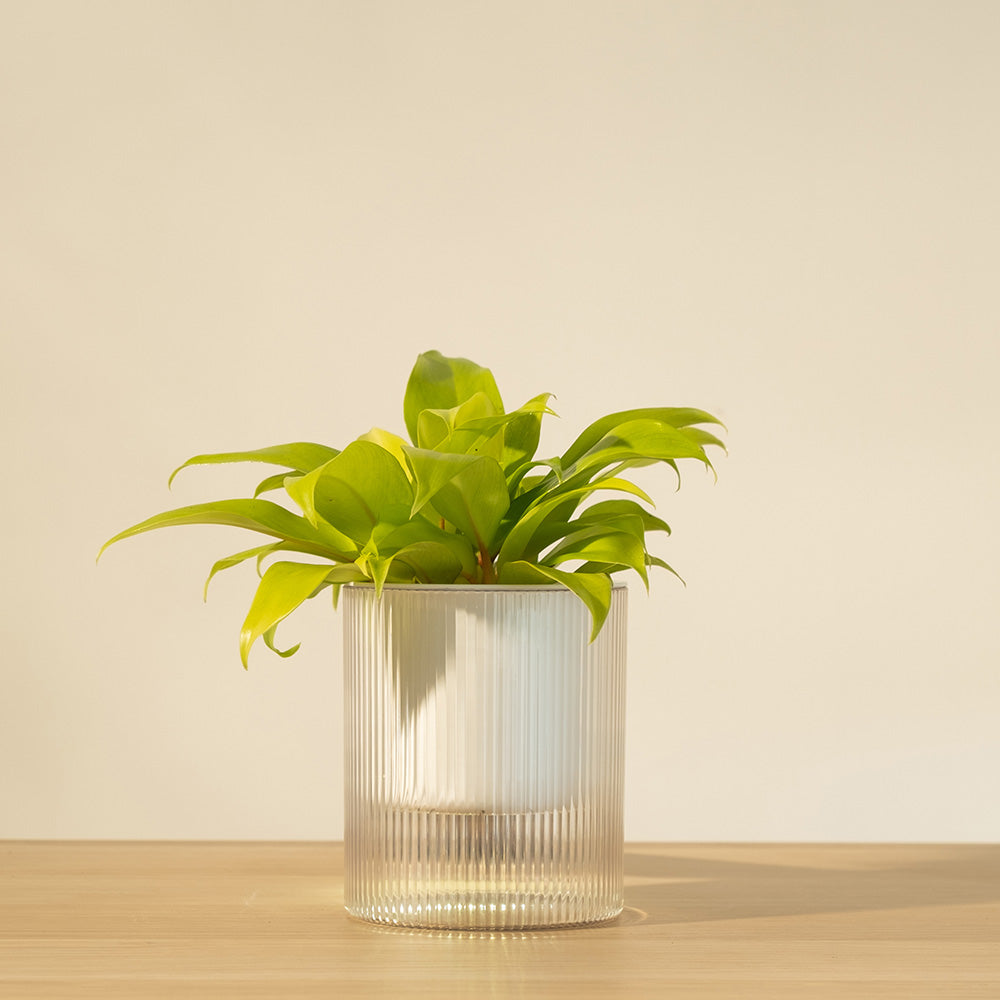 陽光鋤葉蔓綠絨 | 水耕 | 金鋤蔓綠絨 | 檸檬萊姆蔓綠絨 | 好照顧 | 無土栽培 | 室內植物