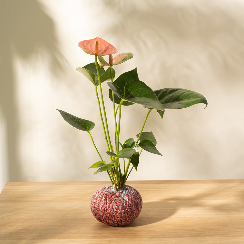 火鶴苔球 | 真心與愛情 | 提升戀愛運 | 室內植物