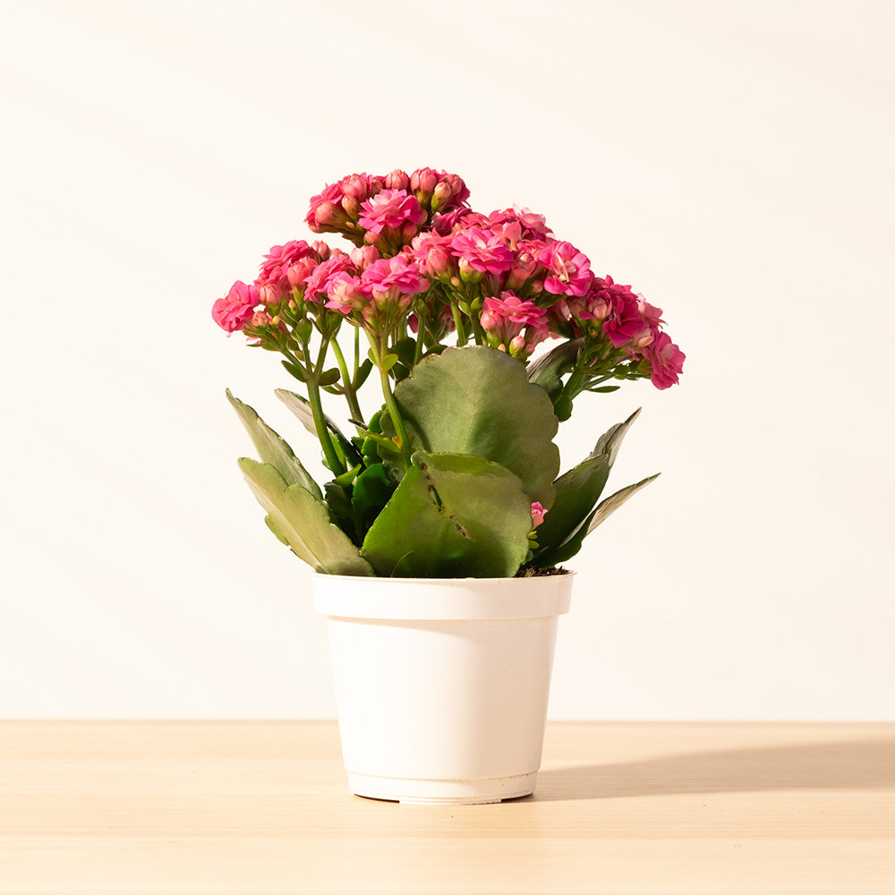 重瓣長壽花 | 開花後可放室內 | 辦公室OK | 花期長 | 歲月靜好、健康長壽 | 陽光植物